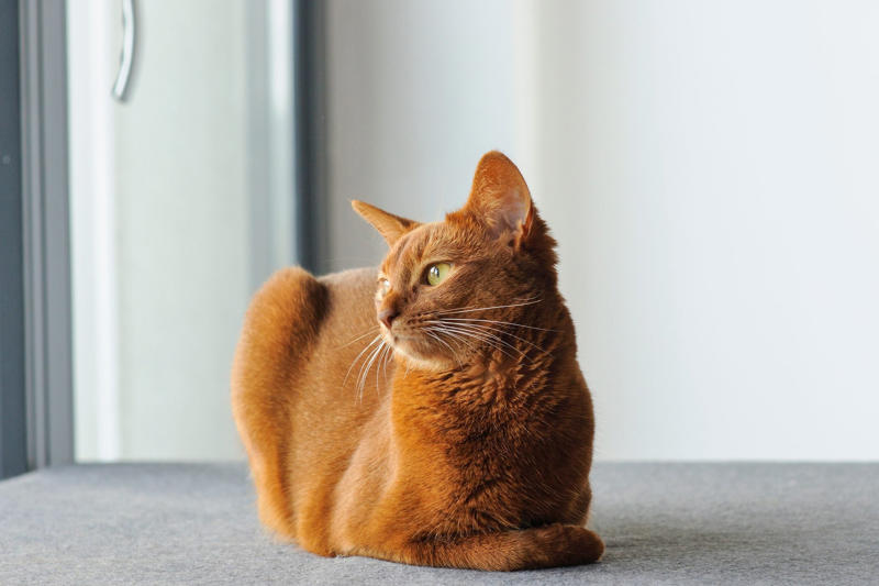 Devon Rex, Havana Brown, Abyssinian, American Bobtail, Chartreaux, Khao Manee, American Curl, American Shorthair, Burmilla, British Shorthair, Maine Coon, RagaMuffin, Russian Blue, Scottish Fold, About the expert, Why trust us