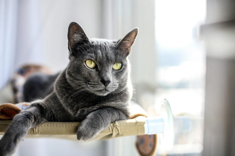 Russian Blue Devon Rex, American Bobtail, Chartreaux, Khao Manee, American Curl, American Shorthair, Burmilla, RagaMuffin, Russian Blue