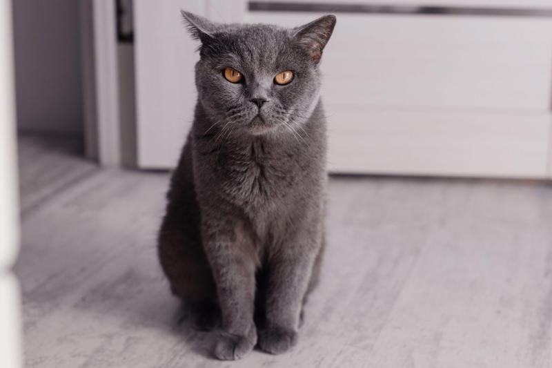 Devon Rex, Havana Brown, Abyssinian, American Bobtail, Chartreaux, Khao Manee, American Curl, American Shorthair, Burmilla, British Shorthair, Maine Coon, RagaMuffin, Russian Blue, Scottish Fold, About the expert, Why trust us