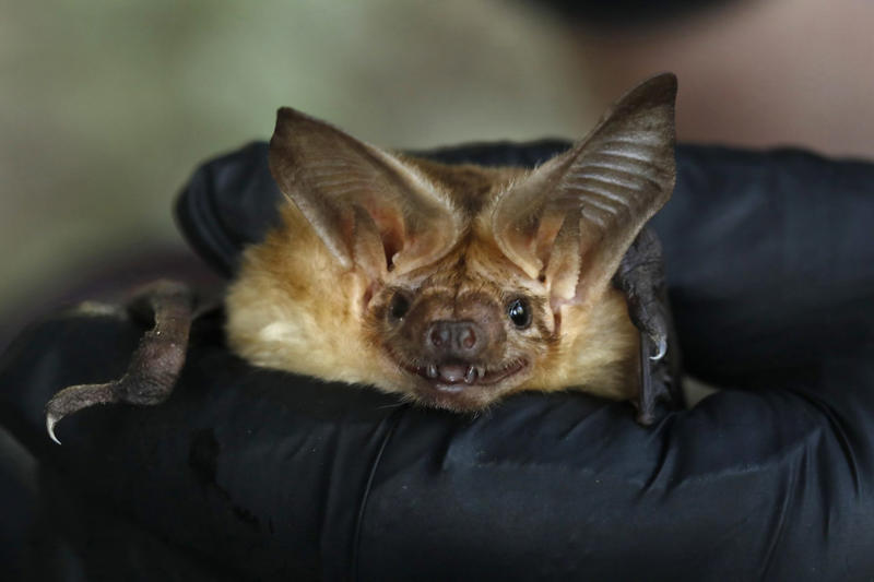 Yes, it's kind of like HBO's 'The Last of Us,' but for frogs Cancer in all species, Bats avoid the disease, Long lives, Impressive, Remaining young and cancer-free, Understanding why, Three factors, Gene P53, Boosted protection, Immune system, What we can learn