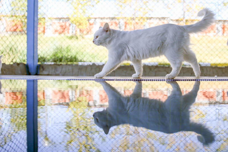 Are cats afraid of water? A new color, How many colors do we see?, Red, Green, and Blue, Three types of cells, Triggered together, A new technique, Labeled Oz after the Wizard of Oz, Not for general use, Who saw the new color?, Color verification, Skeptics, An exciting opportunity, "An open question", Animal research