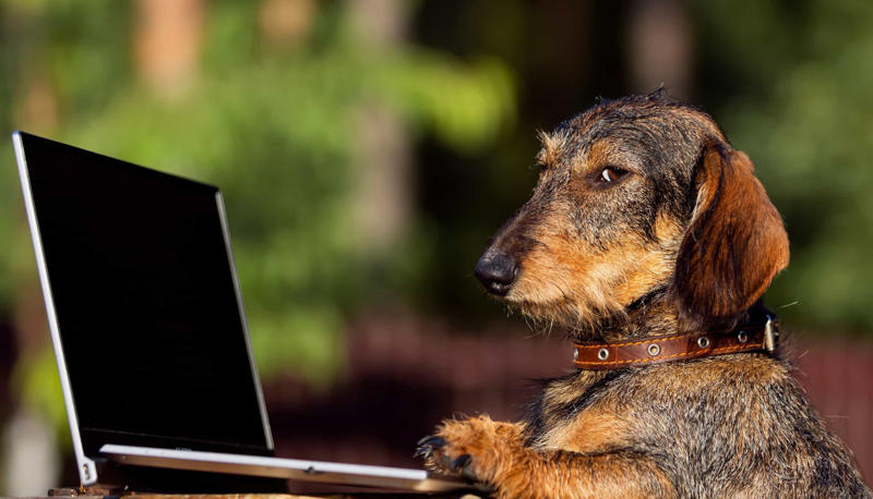 2. You’ve done your research Before you get a dog, Walk around, Exercise, Education, Not human!, Consistency, Stimulator, Keep on going, The leash