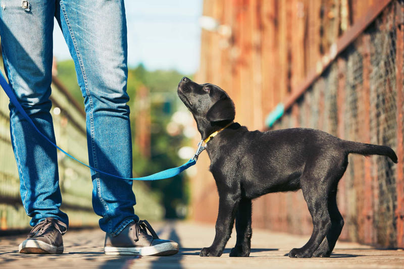 8. You don’t have a long-term plan Before you get a dog, Walk around, Exercise, Education, Not human!, Consistency, Stimulator, Keep on going, The leash