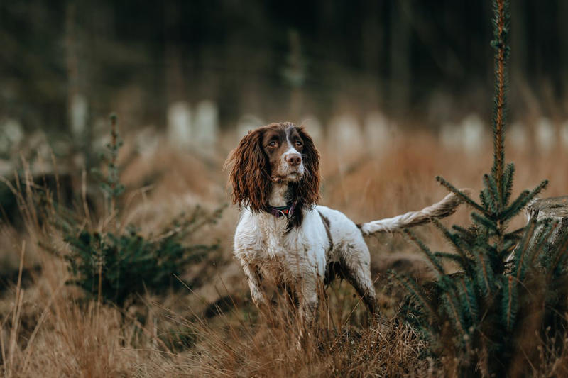 1) Doberman Pinscher, 2) Belgian Malanois, 3) German Shorthaired Pointer, 4) Great Pyrenees, 6) Shetland Sheepdog, 8) Wirehaired Pointing Griffon, 10) Poodle, 13) German Shepherd, 14) Papillon, 15) Rottweiler, 17) Australian Cattle Dog, 18) Collie, 19) Bloodhound, 20) Miniature Schnauzer, 21) Standard Schnauzer, 22) English Springer Spaniel