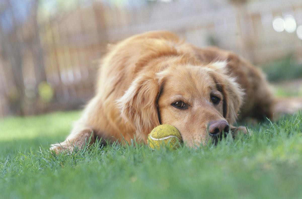 How Is Intelligence Determined in Dogs? , Are Smart Dog Breeds Easier to Train?, Do smart dog breeds require more stimulation or enrichment?, Doberman Pinscher , Belgian Malanois, German Shorthaired Pointer, Great Pyrenees, St. Bernard, Shetland Sheepdog, Anatolian Shepherd, Wirehaired Pointing Griffon, Golden Retriever, Pembroke Welsh Corgi, Border Collie, German Shepherd, Papillon, Rottweiler, Labrador Retriever, Australian Cattle Dog, Bloodhound, Miniature Schnauzer, Standard Schnauzer, English Springer Spaniel
