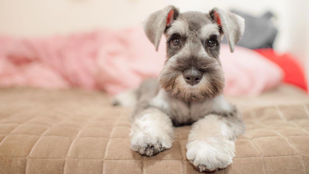 1) Doberman Pinscher, 2) Belgian Malanois, 3) German Shorthaired Pointer, 4) Great Pyrenees, 6) Shetland Sheepdog, 8) Wirehaired Pointing Griffon, 10) Poodle, 13) German Shepherd, 14) Papillon, 15) Rottweiler, 17) Australian Cattle Dog, 18) Collie, 19) Bloodhound, 20) Miniature Schnauzer, 21) Standard Schnauzer, 22) English Springer Spaniel