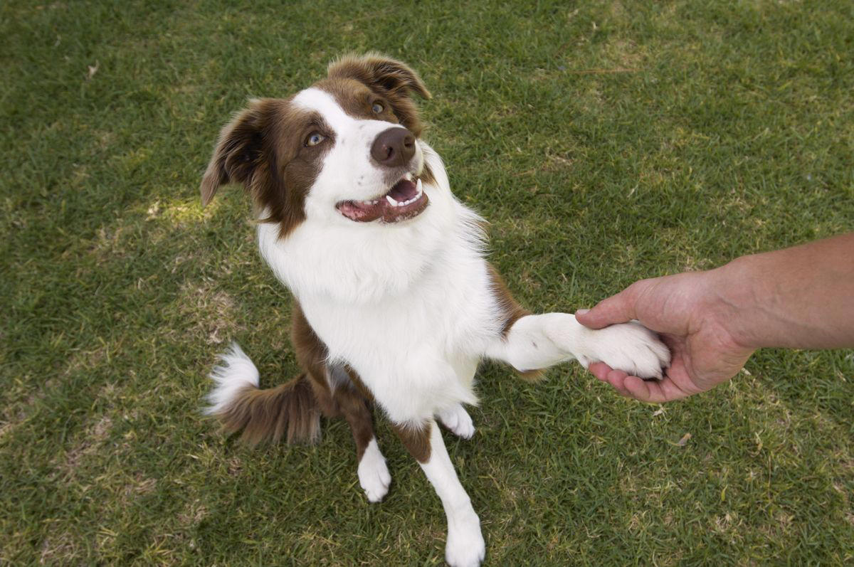 How Is Intelligence Determined in Dogs? , Are Smart Dog Breeds Easier to Train?, Do smart dog breeds require more stimulation or enrichment?, Doberman Pinscher , Belgian Malanois, German Shorthaired Pointer, Great Pyrenees, St. Bernard, Shetland Sheepdog, Anatolian Shepherd, Wirehaired Pointing Griffon, Golden Retriever, Pembroke Welsh Corgi, Border Collie, German Shepherd, Papillon, Rottweiler, Labrador Retriever, Australian Cattle Dog, Bloodhound, Miniature Schnauzer, Standard Schnauzer, English Springer Spaniel