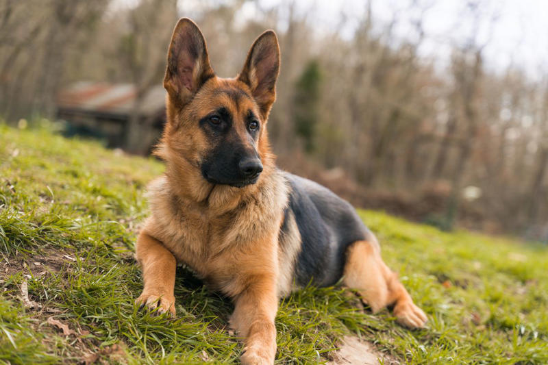 1) Doberman Pinscher, 2) Belgian Malanois, 3) German Shorthaired Pointer, 4) Great Pyrenees, 6) Shetland Sheepdog, 8) Wirehaired Pointing Griffon, 10) Poodle, 13) German Shepherd, 14) Papillon, 15) Rottweiler, 17) Australian Cattle Dog, 18) Collie, 19) Bloodhound, 20) Miniature Schnauzer, 21) Standard Schnauzer, 22) English Springer Spaniel