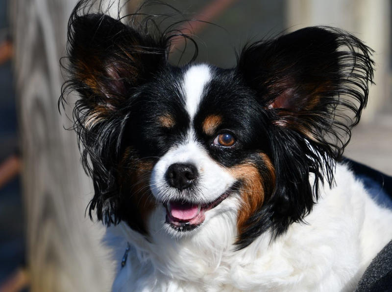 1) Doberman Pinscher, 2) Belgian Malanois, 3) German Shorthaired Pointer, 4) Great Pyrenees, 6) Shetland Sheepdog, 8) Wirehaired Pointing Griffon, 10) Poodle, 13) German Shepherd, 14) Papillon, 15) Rottweiler, 17) Australian Cattle Dog, 18) Collie, 19) Bloodhound, 20) Miniature Schnauzer, 21) Standard Schnauzer, 22) English Springer Spaniel