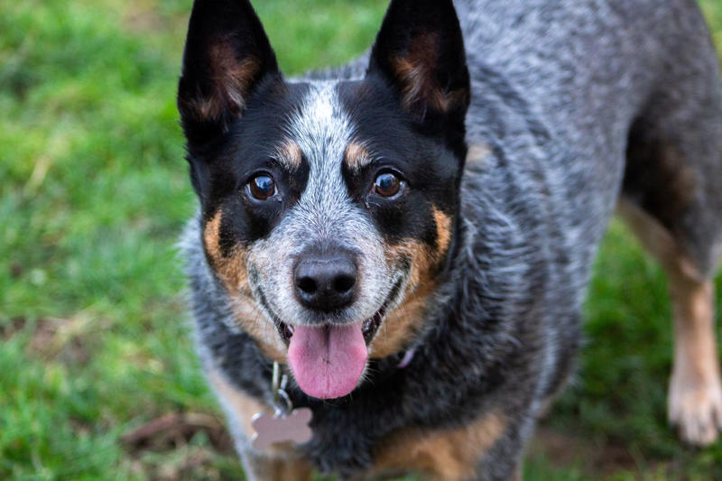 1) Doberman Pinscher, 2) Belgian Malanois, 3) German Shorthaired Pointer, 4) Great Pyrenees, 6) Shetland Sheepdog, 8) Wirehaired Pointing Griffon, 10) Poodle, 13) German Shepherd, 14) Papillon, 15) Rottweiler, 17) Australian Cattle Dog, 18) Collie, 19) Bloodhound, 20) Miniature Schnauzer, 21) Standard Schnauzer, 22) English Springer Spaniel