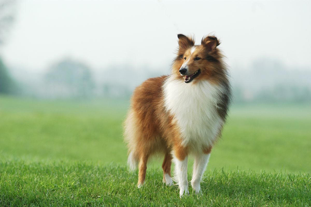 1) Doberman Pinscher, 2) Belgian Malanois, 3) German Shorthaired Pointer, 4) Great Pyrenees, 6) Shetland Sheepdog, 8) Wirehaired Pointing Griffon, 10) Poodle, 13) German Shepherd, 14) Papillon, 15) Rottweiler, 17) Australian Cattle Dog, 18) Collie, 19) Bloodhound, 20) Miniature Schnauzer, 21) Standard Schnauzer, 22) English Springer Spaniel