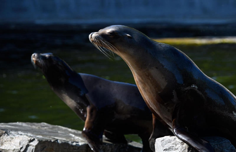 Neighbour filed noise complaint over rowdy sea lions Surprising real estate spats from around the globe, Homeowner built fence through neighbour's swimming pool, Woman gave house 'circus' makeover after planning complaints, Ruffled residents take action against rowdy roosters, Man builds three-foot-wide house to block neighbour’s outlook, Goalkeeper took chainsaw to neighbour’s garage over obstructed view, Neighbours' tree cut in half over bird mess, Neighbours' tree cut in half over bird poo squabble, Millionaire couple sued by neighbours over supercar headache, Airbnb host riled neighbours with pink emoji paint job, Civil War veteran built skinny house to spite his brother, Vegan sued neighbours over barbecue smells, Neighbour filed noise complaint over rowdy sea lions, Disgruntled man listed part of homeowner's wall for £37k