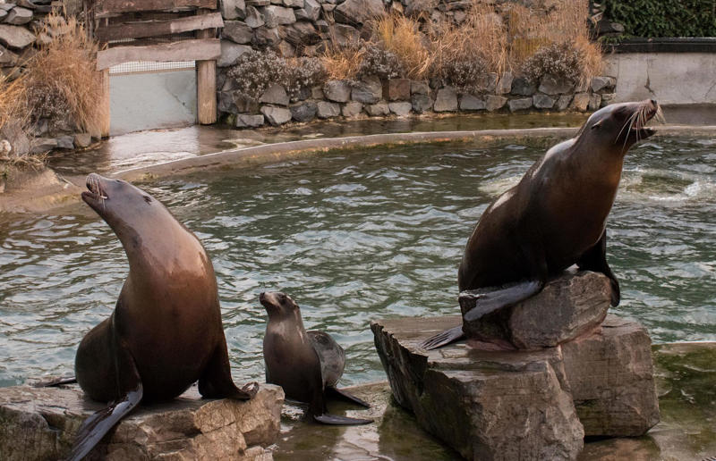 Neighbour filed noise complaint over rowdy sea lions Surprising real estate spats from around the globe, Homeowner built fence through neighbour's swimming pool, Woman gave house 'circus' makeover after planning complaints, Ruffled residents take action against rowdy roosters, Man builds three-foot-wide house to block neighbour’s outlook, Goalkeeper took chainsaw to neighbour’s garage over obstructed view, Neighbours' tree cut in half over bird mess, Neighbours' tree cut in half over bird poo squabble, Millionaire couple sued by neighbours over supercar headache, Airbnb host riled neighbours with pink emoji paint job, Civil War veteran built skinny house to spite his brother, Vegan sued neighbours over barbecue smells, Neighbour filed noise complaint over rowdy sea lions, Disgruntled man listed part of homeowner's wall for £37k
