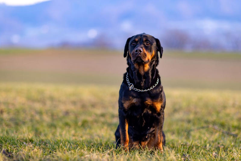1) Doberman Pinscher, 2) Belgian Malanois, 3) German Shorthaired Pointer, 4) Great Pyrenees, 6) Shetland Sheepdog, 8) Wirehaired Pointing Griffon, 10) Poodle, 13) German Shepherd, 14) Papillon, 15) Rottweiler, 17) Australian Cattle Dog, 18) Collie, 19) Bloodhound, 20) Miniature Schnauzer, 21) Standard Schnauzer, 22) English Springer Spaniel