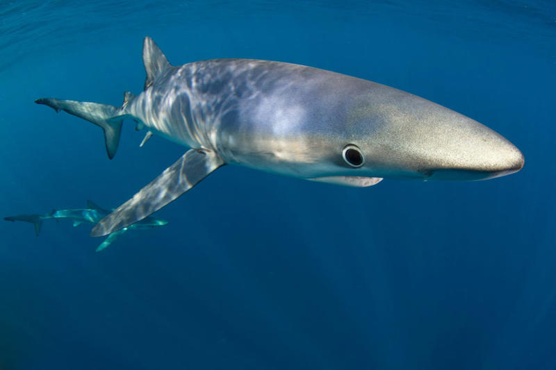 White sharks, Shortfin Mako sharks, Sand tiger sharks, Sandbar sharks, Thresher sharks, Dusky sharks, Porbeagle sharks, Blue sharks, Basking sharks, Tiger sharks, Whale sharks, Hammerhead sharks