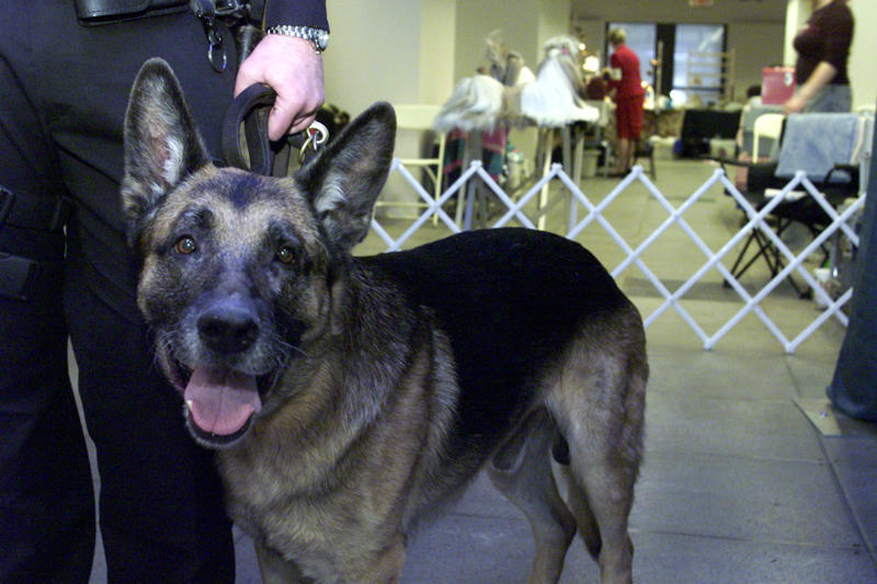 9/11 Canine Rescue Team, Bo Obama, Beethoven, Rin Tin Tin, Scooby-Doo