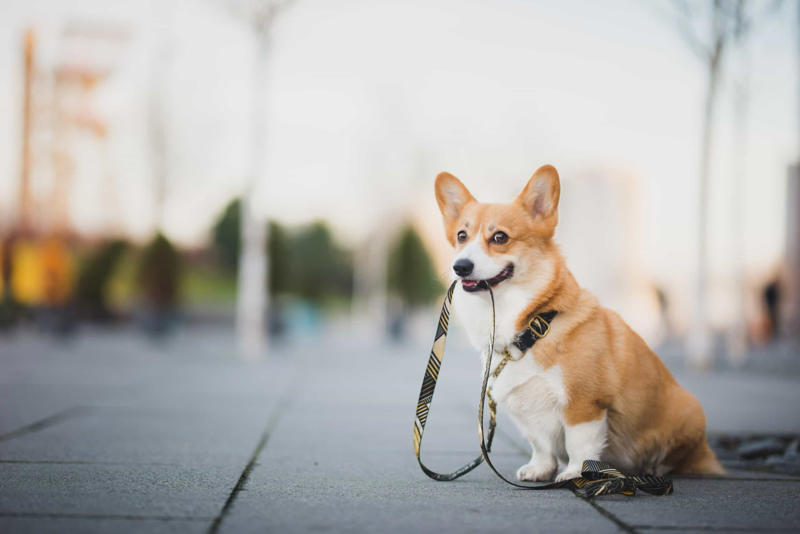 Eddie Before you get a dog, Walk around, Exercise, Education, Not human!, Consistency, Stimulator, Keep on going, The leash