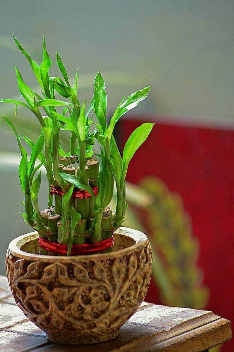 1) Lucky Bamboo 1) Lucky Bamboo, 2) Orchids, 4) Bromeliad, 6) Snake Plant, 14) Hoya Heart