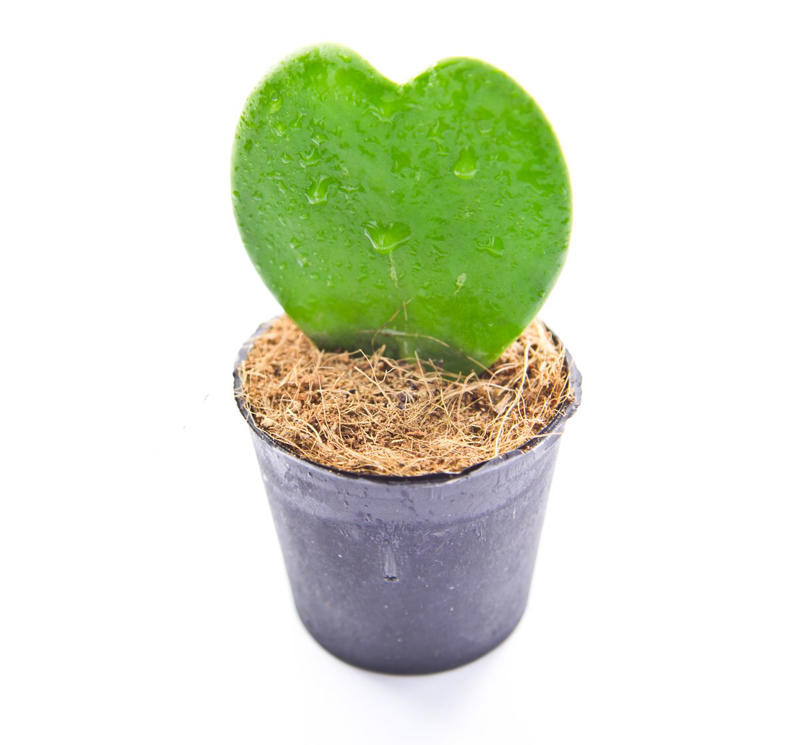 11) Hoya Heart 1) Lucky Bamboo, 2) Orchids, 4) Bromeliad, 6) Snake Plant, 14) Hoya Heart
