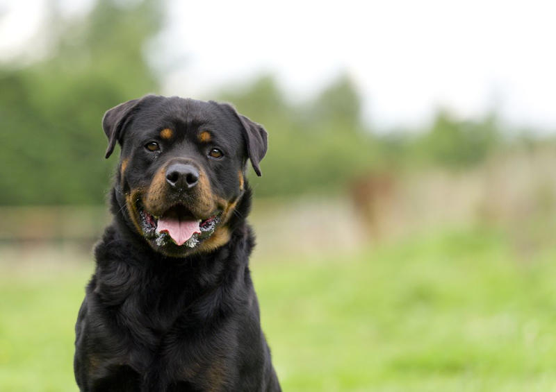 French Bulldogs, Labrador Retrievers, Golden Retrievers, German Shepherds, Daschunds, Rottweilers, Bulldogs, German Shorthaired Pointers