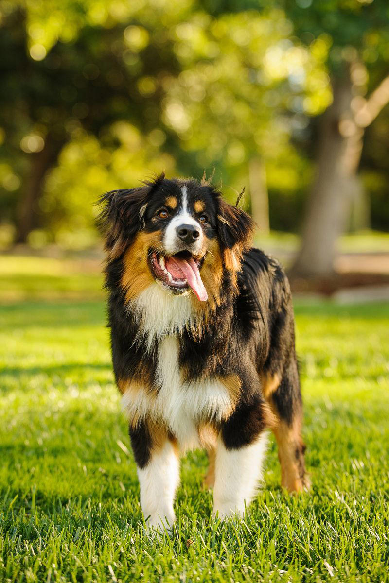 Bernese Mountain Dog 1) Dachshund, 2) Shiba Inu, 3) Golden Retriever, 4) Pembroke Welsh Corgi, 5) Pomeranian, 6) Siberian Husky, 7) Samoyed, 8) Toy Poodle, 9) Papillon, 10) Bichon Frisé, 11) Newfoundland, 12) Chow-chow, 13) Maltipoo, 14) Border Collie, 16) Shih Tzu, 17) Australian Shepherd, 18) American Staffordshire Terrier, 19) Beagle, 20) Shetland Sheepdog, 21) Yorkshire Terrier, 22) French Bulldog, 23) English Setter, 24) Bernese Mountain Dog, 25) Dalmatian, 27) Cairn Terrier, 29) Soft Coated Wheaten Terrier, 30) Welsh Springer Spaniel, 31) Cocker Spaniel, 32) Brittany, 33) Basenji, 34) Bearded Collie, 35) Great Dane