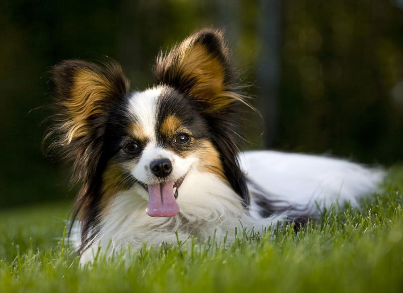 1) Cavalier King Charles Spaniel, 2) French Bulldog, 3) Shih Tzu, 4) Pomeranian, 5) Havanese, 6) Maltese, 7) Toy Poodle, 8) Chihuahua, 9) Boston Terrier, 10) Pekingese, 11) Bichon Frise, 12) Papillon, 13) Yorkshire Terrier, 14) Lhasa Apso, 15) Japanese Chin
