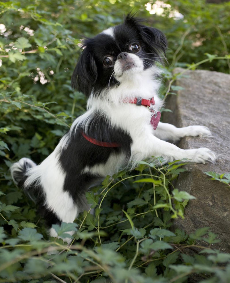 1) Cavalier King Charles Spaniel, 2) French Bulldog, 3) Shih Tzu, 4) Pomeranian, 5) Havanese, 6) Maltese, 7) Toy Poodle, 8) Chihuahua, 9) Boston Terrier, 10) Pekingese, 11) Bichon Frise, 12) Papillon, 13) Yorkshire Terrier, 14) Lhasa Apso, 15) Japanese Chin