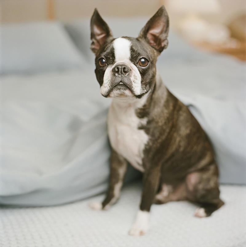1) Cavalier King Charles Spaniel, 2) French Bulldog, 3) Shih Tzu, 4) Pomeranian, 5) Havanese, 6) Maltese, 7) Toy Poodle, 8) Chihuahua, 9) Boston Terrier, 10) Pekingese, 11) Bichon Frise, 12) Papillon, 13) Yorkshire Terrier, 14) Lhasa Apso, 15) Japanese Chin