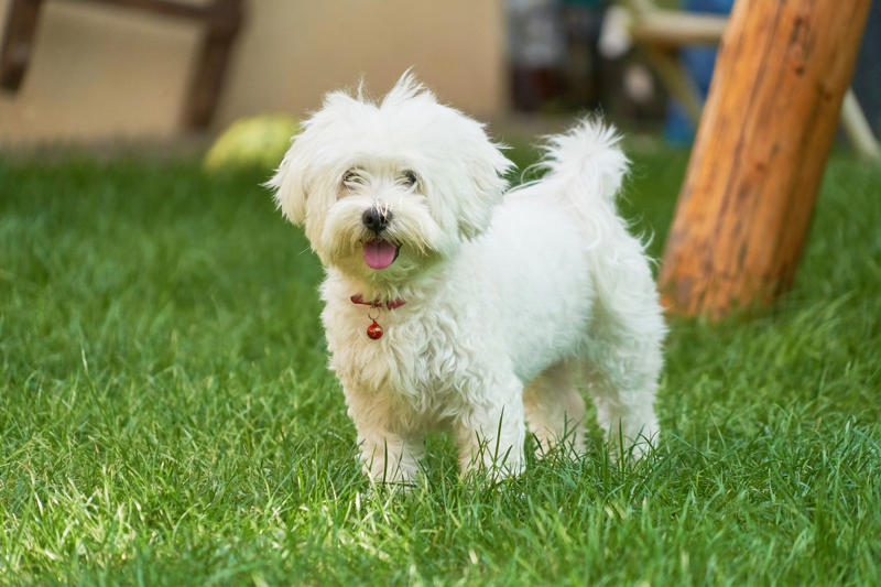 1) Cavalier King Charles Spaniel, 2) French Bulldog, 3) Shih Tzu, 4) Pomeranian, 5) Havanese, 6) Maltese, 7) Toy Poodle, 8) Chihuahua, 9) Boston Terrier, 10) Pekingese, 11) Bichon Frise, 12) Papillon, 13) Yorkshire Terrier, 14) Lhasa Apso, 15) Japanese Chin