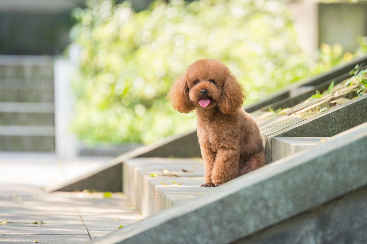 1) Cavalier King Charles Spaniel, 2) French Bulldog, 3) Shih Tzu, 4) Pomeranian, 5) Havanese, 6) Maltese, 7) Toy Poodle, 8) Chihuahua, 9) Boston Terrier, 10) Pekingese, 11) Bichon Frise, 12) Papillon, 13) Yorkshire Terrier, 14) Lhasa Apso, 15) Japanese Chin