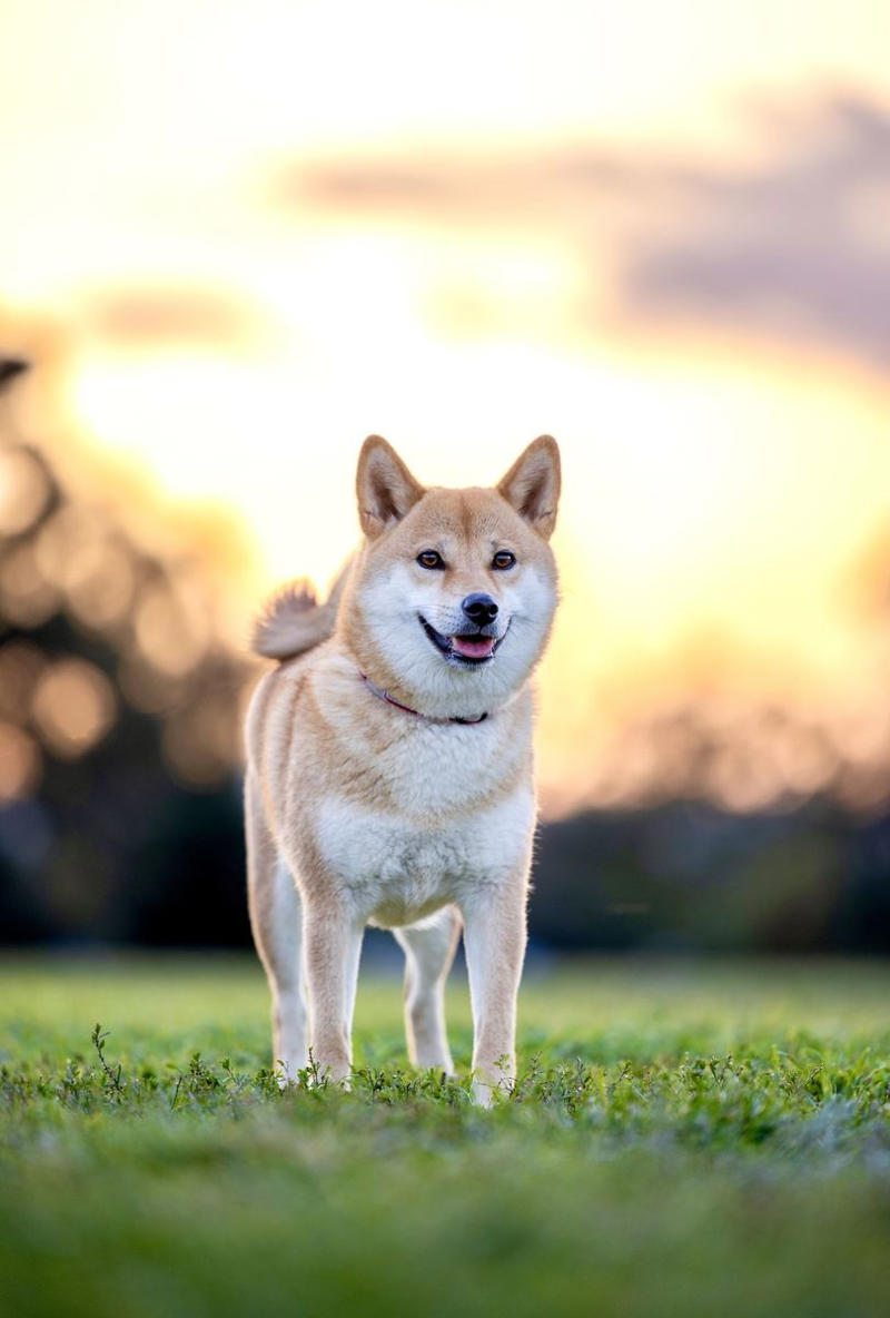 1) Labrador Retriever, 2) Cocker Spaniel, 3) Jack Russell Terrier, 4) Doberman Pinscher, 5) Dachshund, 6) Shiba Inu, 7) Bulldog, 8) Golden Retriever, 9) German Shepherds, 10) Beagle, 12) Irish Setter, 13) Brussels Griffon, 14) Newfoundland, 15) French Bulldog, 16) Collie, 17) Australian Shepherd, 18) Chesapeake Bay Retriever, 19) Great Pyrenees, 20) Saint Bernard