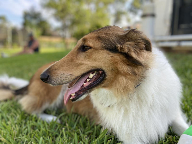 1) Labrador Retriever, 2) Cocker Spaniel, 3) Jack Russell Terrier, 4) Doberman Pinscher, 5) Dachshund, 6) Shiba Inu, 7) Bulldog, 8) Golden Retriever, 9) German Shepherds, 10) Beagle, 12) Irish Setter, 13) Brussels Griffon, 14) Newfoundland, 15) French Bulldog, 16) Collie, 17) Australian Shepherd, 18) Chesapeake Bay Retriever, 19) Great Pyrenees, 20) Saint Bernard
