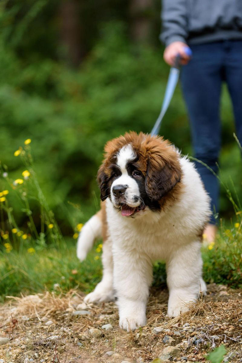 1) Labrador Retriever, 2) Cocker Spaniel, 3) Jack Russell Terrier, 4) Doberman Pinscher, 5) Dachshund, 6) Shiba Inu, 7) Bulldog, 8) Golden Retriever, 9) German Shepherds, 10) Beagle, 12) Irish Setter, 13) Brussels Griffon, 14) Newfoundland, 15) French Bulldog, 16) Collie, 17) Australian Shepherd, 18) Chesapeake Bay Retriever, 19) Great Pyrenees, 20) Saint Bernard