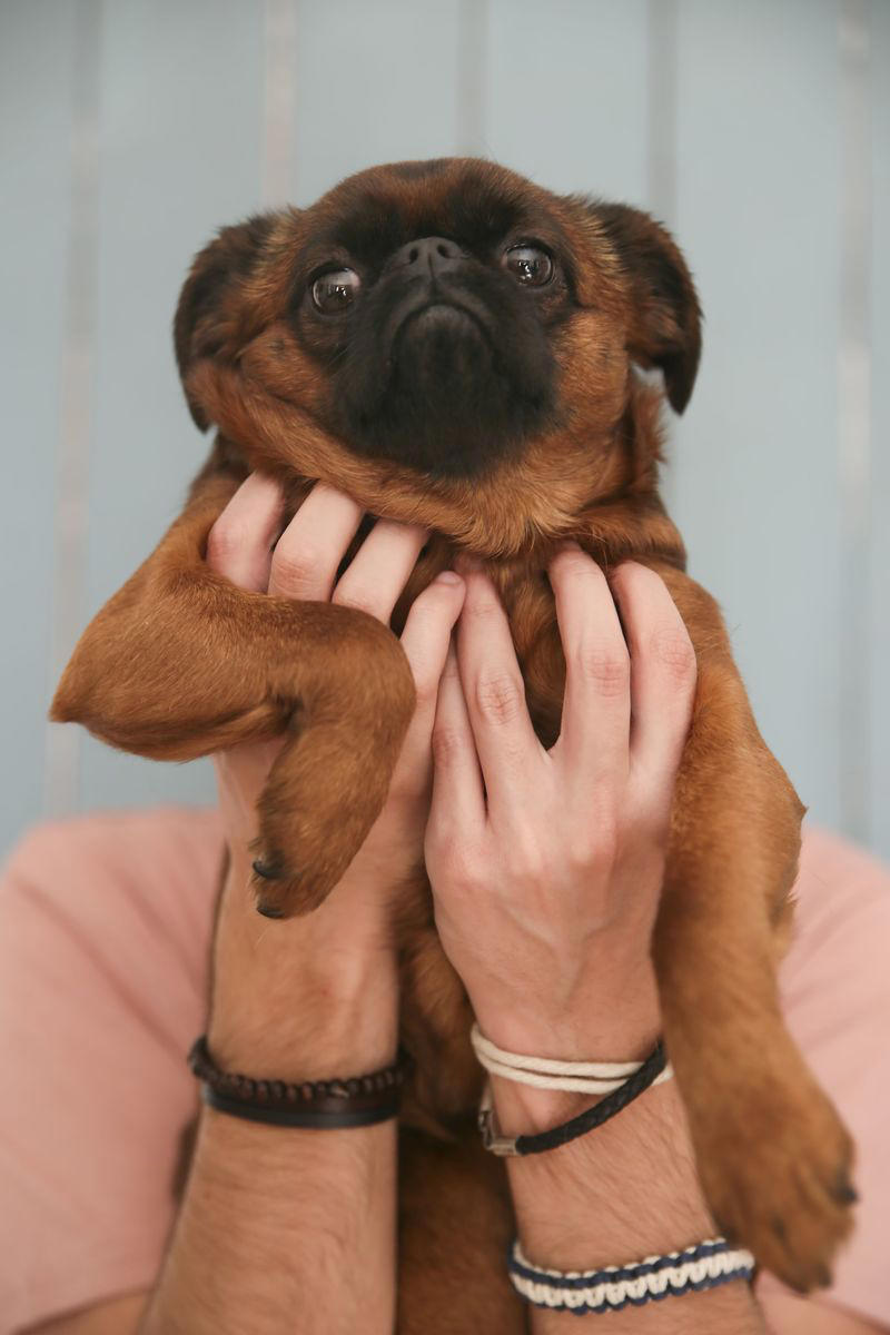 1) Labrador Retriever, 2) Cocker Spaniel, 3) Jack Russell Terrier, 4) Doberman Pinscher, 5) Dachshund, 6) Shiba Inu, 7) Bulldog, 8) Golden Retriever, 9) German Shepherds, 10) Beagle, 12) Irish Setter, 13) Brussels Griffon, 14) Newfoundland, 15) French Bulldog, 16) Collie, 17) Australian Shepherd, 18) Chesapeake Bay Retriever, 19) Great Pyrenees, 20) Saint Bernard