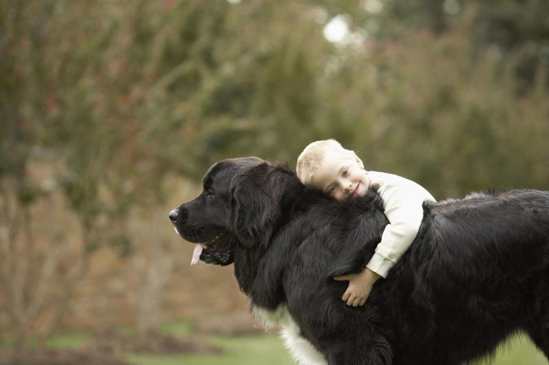 1) Labrador Retriever, 2) Cocker Spaniel, 3) Jack Russell Terrier, 4) Doberman Pinscher, 5) Dachshund, 6) Shiba Inu, 7) Bulldog, 8) Golden Retriever, 9) German Shepherds, 10) Beagle, 12) Irish Setter, 13) Brussels Griffon, 14) Newfoundland, 15) French Bulldog, 16) Collie, 17) Australian Shepherd, 18) Chesapeake Bay Retriever, 19) Great Pyrenees, 20) Saint Bernard