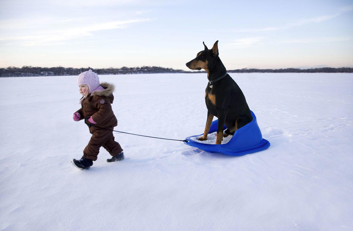 1) Labrador Retriever, 2) Cocker Spaniel, 3) Jack Russell Terrier, 4) Doberman Pinscher, 5) Dachshund, 6) Shiba Inu, 7) Bulldog, 8) Golden Retriever, 9) German Shepherds, 10) Beagle, 12) Irish Setter, 13) Brussels Griffon, 14) Newfoundland, 15) French Bulldog, 16) Collie, 17) Australian Shepherd, 18) Chesapeake Bay Retriever, 19) Great Pyrenees, 20) Saint Bernard