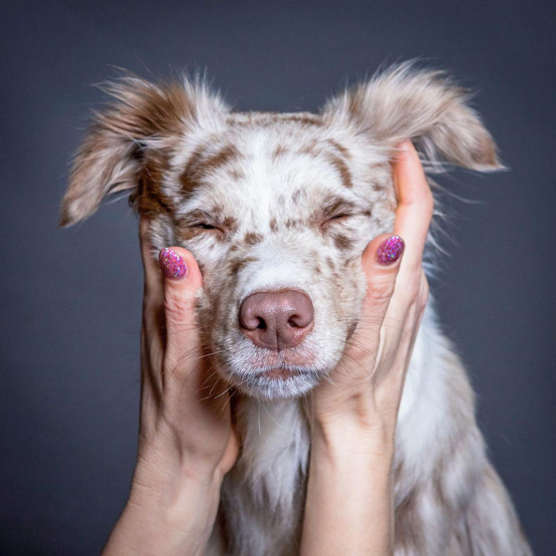 1) Labrador Retriever, 2) Cocker Spaniel, 3) Jack Russell Terrier, 4) Doberman Pinscher, 5) Dachshund, 6) Shiba Inu, 7) Bulldog, 8) Golden Retriever, 9) German Shepherds, 10) Beagle, 12) Irish Setter, 13) Brussels Griffon, 14) Newfoundland, 15) French Bulldog, 16) Collie, 17) Australian Shepherd, 18) Chesapeake Bay Retriever, 19) Great Pyrenees, 20) Saint Bernard