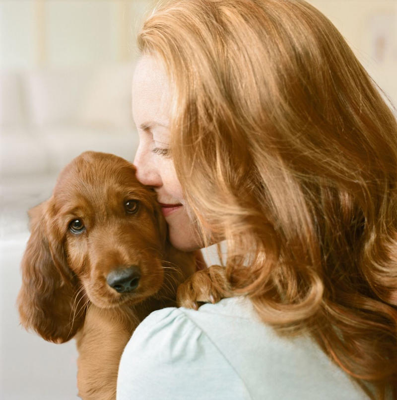 1) Labrador Retriever, 2) Cocker Spaniel, 3) Jack Russell Terrier, 4) Doberman Pinscher, 5) Dachshund, 6) Shiba Inu, 7) Bulldog, 8) Golden Retriever, 9) German Shepherds, 10) Beagle, 12) Irish Setter, 13) Brussels Griffon, 14) Newfoundland, 15) French Bulldog, 16) Collie, 17) Australian Shepherd, 18) Chesapeake Bay Retriever, 19) Great Pyrenees, 20) Saint Bernard