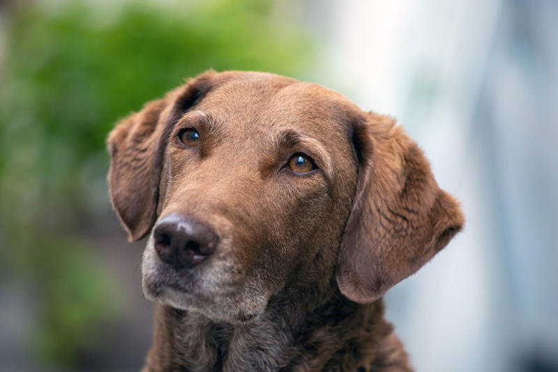 1) Labrador Retriever, 2) Cocker Spaniel, 3) Jack Russell Terrier, 4) Doberman Pinscher, 5) Dachshund, 6) Shiba Inu, 7) Bulldog, 8) Golden Retriever, 9) German Shepherds, 10) Beagle, 12) Irish Setter, 13) Brussels Griffon, 14) Newfoundland, 15) French Bulldog, 16) Collie, 17) Australian Shepherd, 18) Chesapeake Bay Retriever, 19) Great Pyrenees, 20) Saint Bernard
