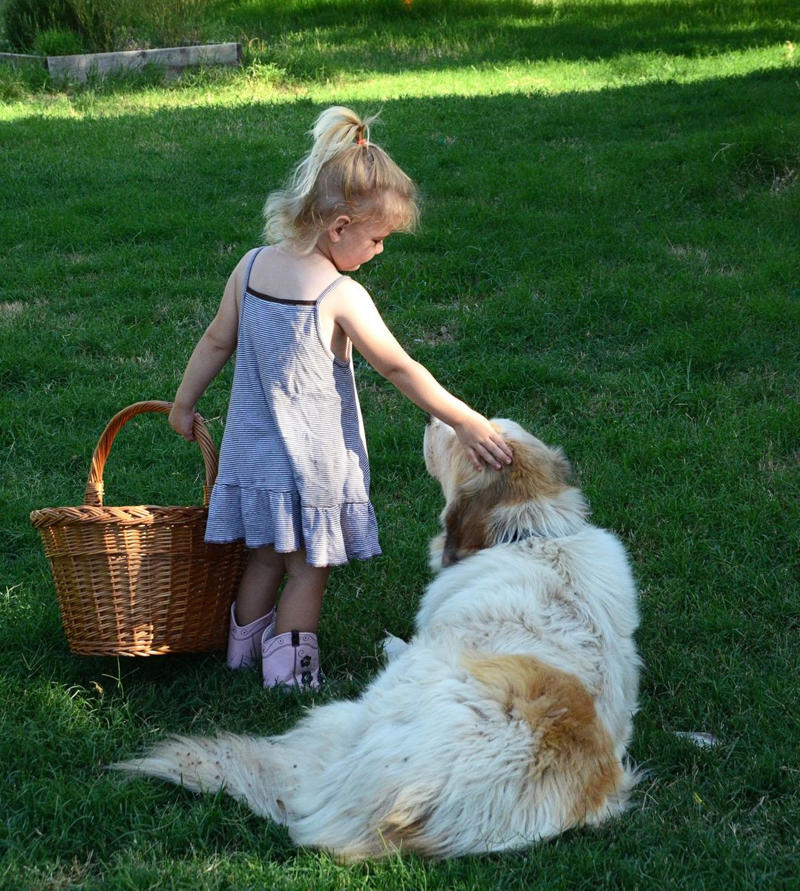 1) Labrador Retriever, 2) Cocker Spaniel, 3) Jack Russell Terrier, 4) Doberman Pinscher, 5) Dachshund, 6) Shiba Inu, 7) Bulldog, 8) Golden Retriever, 9) German Shepherds, 10) Beagle, 12) Irish Setter, 13) Brussels Griffon, 14) Newfoundland, 15) French Bulldog, 16) Collie, 17) Australian Shepherd, 18) Chesapeake Bay Retriever, 19) Great Pyrenees, 20) Saint Bernard