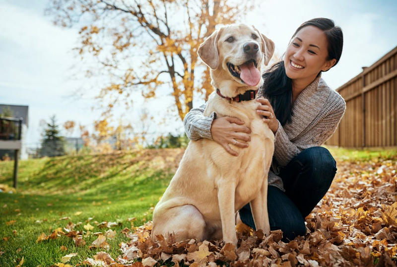 1) Labrador Retriever, 2) Cocker Spaniel, 3) Jack Russell Terrier, 4) Doberman Pinscher, 5) Dachshund, 6) Shiba Inu, 7) Bulldog, 8) Golden Retriever, 9) German Shepherds, 10) Beagle, 12) Irish Setter, 13) Brussels Griffon, 14) Newfoundland, 15) French Bulldog, 16) Collie, 17) Australian Shepherd, 18) Chesapeake Bay Retriever, 19) Great Pyrenees, 20) Saint Bernard