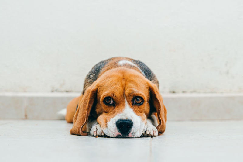 1) Labrador Retriever, 2) Cocker Spaniel, 3) Jack Russell Terrier, 4) Doberman Pinscher, 5) Dachshund, 6) Shiba Inu, 7) Bulldog, 8) Golden Retriever, 9) German Shepherds, 10) Beagle, 12) Irish Setter, 13) Brussels Griffon, 14) Newfoundland, 15) French Bulldog, 16) Collie, 17) Australian Shepherd, 18) Chesapeake Bay Retriever, 19) Great Pyrenees, 20) Saint Bernard