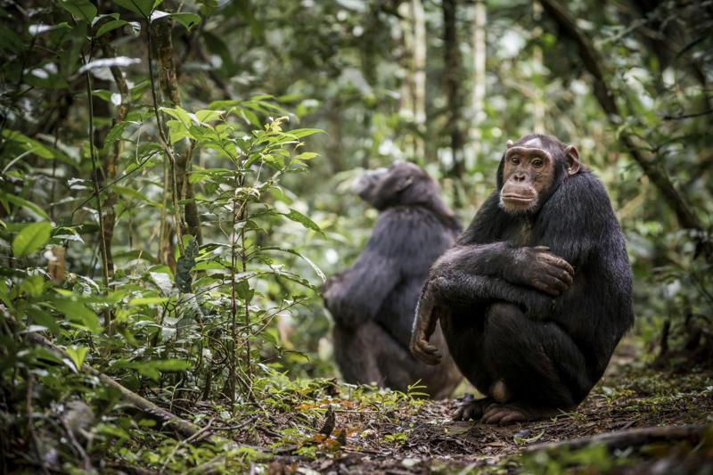 How did the study’s experiment work? Are animals as conscious as humans?, ‘The New York Declaration on Animal Consciousness’, Experts having discussions about research on animal consciousness, Before, they thought only human-like animals were conscious, Cephalopods avoid pain, remember things and can feel anxious, A fish species that passed ‘the mirror test’, Other animals that show self-awareness, The curious zebrafish, Playful bees, Behaviors that make up consciousness, A definition of consciousness, Can this new findings have implications in the treatment of animals?, Scientific findings have led to new policies before, Britain enacted legislation to protect octopuses, Speciesism