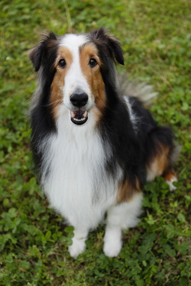Shetland Sheepdog 1) Dachshund, 2) Shiba Inu, 3) Golden Retriever, 4) Pembroke Welsh Corgi, 5) Pomeranian, 6) Siberian Husky, 7) Samoyed, 8) Toy Poodle, 9) Papillon, 10) Bichon Frisé, 11) Newfoundland, 12) Chow-chow, 13) Maltipoo, 14) Border Collie, 16) Shih Tzu, 17) Australian Shepherd, 18) American Staffordshire Terrier, 19) Beagle, 20) Shetland Sheepdog, 21) Yorkshire Terrier, 22) French Bulldog, 23) English Setter, 24) Bernese Mountain Dog, 25) Dalmatian, 27) Cairn Terrier, 29) Soft Coated Wheaten Terrier, 30) Welsh Springer Spaniel, 31) Cocker Spaniel, 32) Brittany, 33) Basenji, 34) Bearded Collie, 35) Great Dane