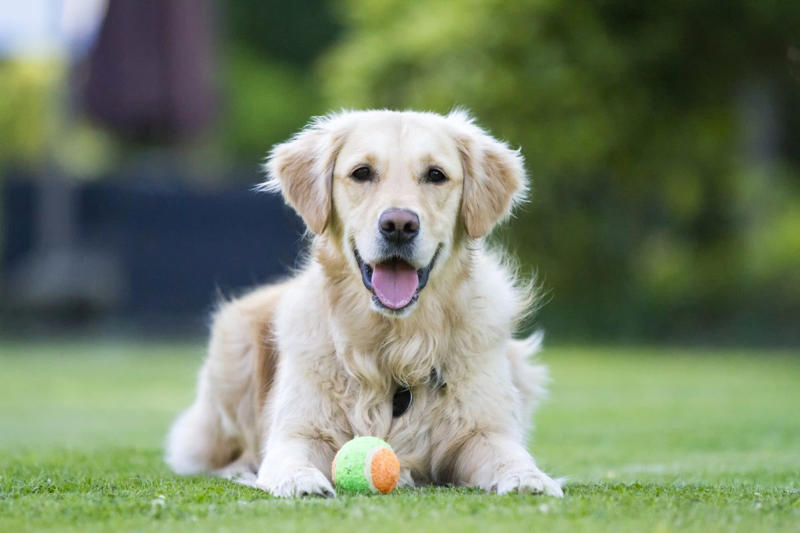 Golden Retriever 2) Labrador Retrievers, 3) Golden Retrievers, 4) German Shepherds, 6) Daschunds, 9) Bulldogs
