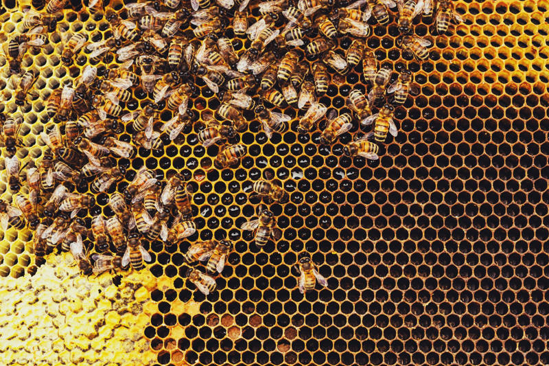 A honeycomb Unraveling one of nature’s mysteries, Geometry in nature, Human geometry, How to understand the geometry of nature?, Curved edges, Organic structures, A new class of mathematical shapes, What are "soft cells"?, No sharp angles in nature’s geometry, Soft mosaics, How to fill the space, The Nautilus Shell, Two dimensions, In 3 dimensions, Natural geometry