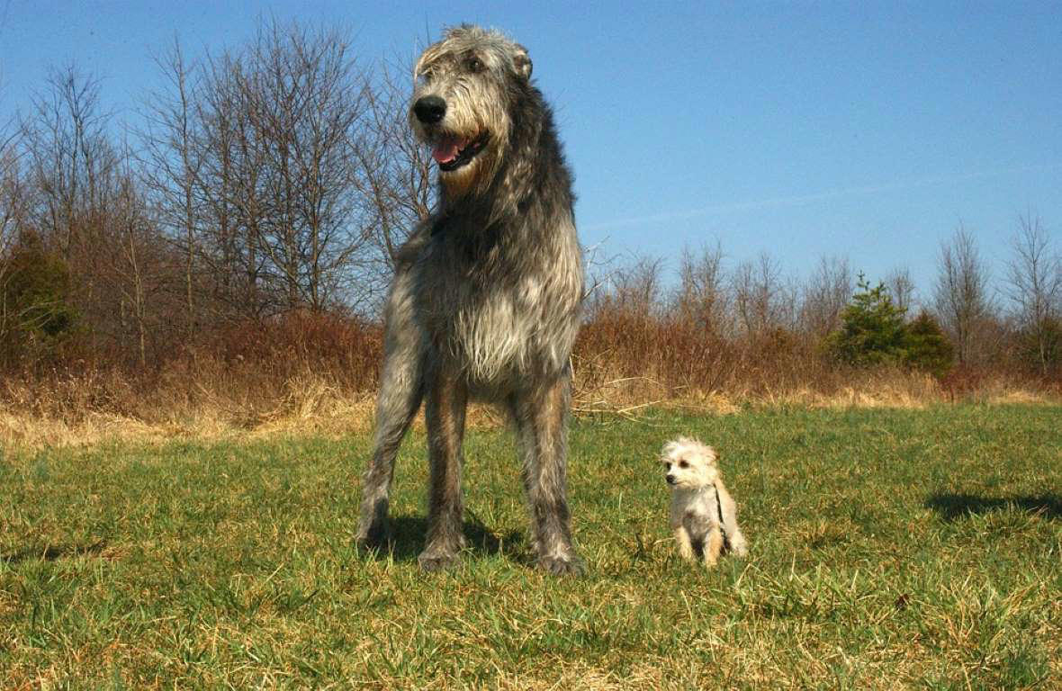 Irish Wolfhound Dogue de Bordeaux, Bernese Mountain Dog, Irish Wolfhound, Great Dane, Rottweiler, Leonberger, Saint Bernard, Newfoundland, Neapolitan Mastiff, Greater Swiss Mountain Dog, Scottish Deerhound, Shar pei, Spanish Mastiff