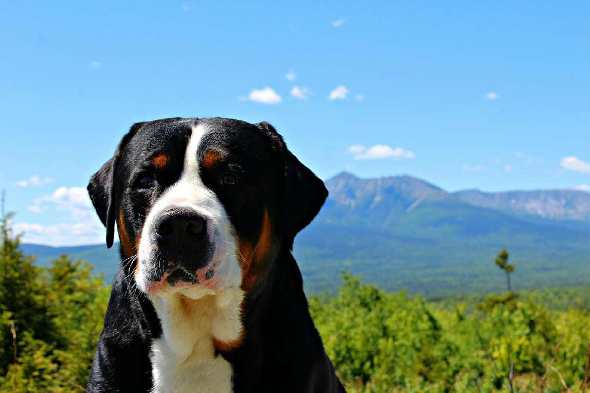 Greater Swiss Mountain Dog Dogue de Bordeaux, Bernese Mountain Dog, Irish Wolfhound, Great Dane, Rottweiler, Leonberger, Saint Bernard, Newfoundland, Neapolitan Mastiff, Greater Swiss Mountain Dog, Scottish Deerhound, Shar pei, Spanish Mastiff