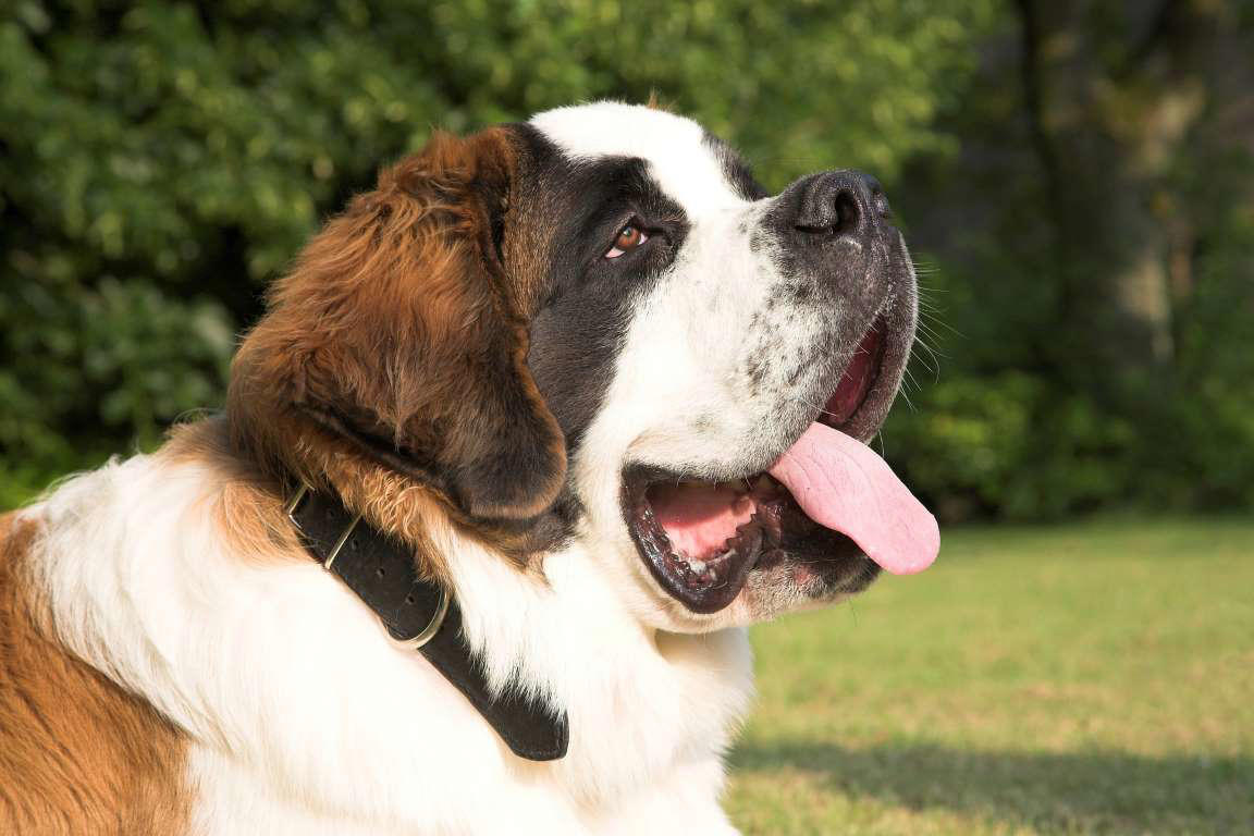 Dogue de Bordeaux, Bernese Mountain Dog, Irish Wolfhound, Great Dane, Rottweiler, Leonberger, Saint Bernard, Newfoundland, Neapolitan Mastiff, Scottish Deerhound, Greater Swiss Mountain Dog, Shar pei, Spanish Mastiff