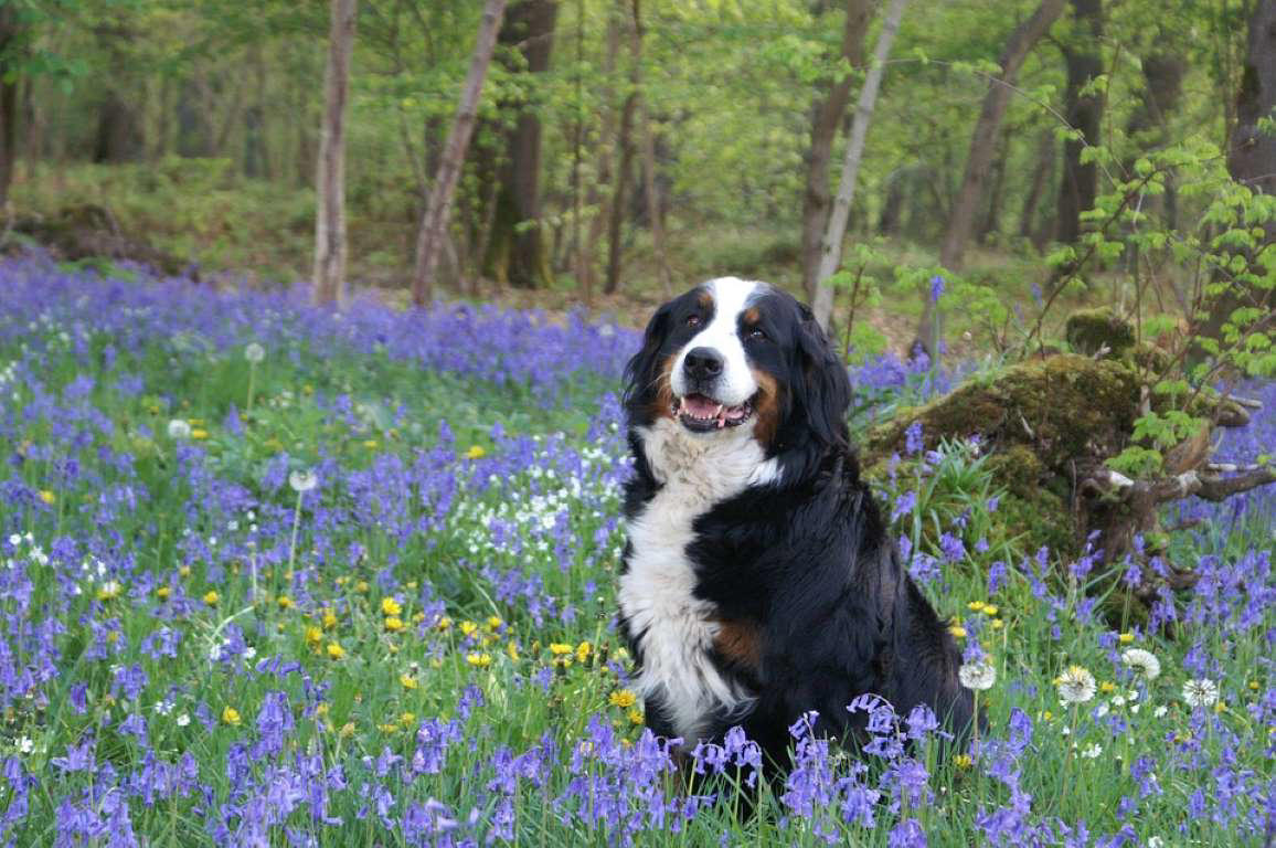 Dogue de Bordeaux, Bernese Mountain Dog, Irish Wolfhound, Great Dane, Rottweiler, Leonberger, Saint Bernard, Newfoundland, Neapolitan Mastiff, Scottish Deerhound, Greater Swiss Mountain Dog, Shar pei, Spanish Mastiff